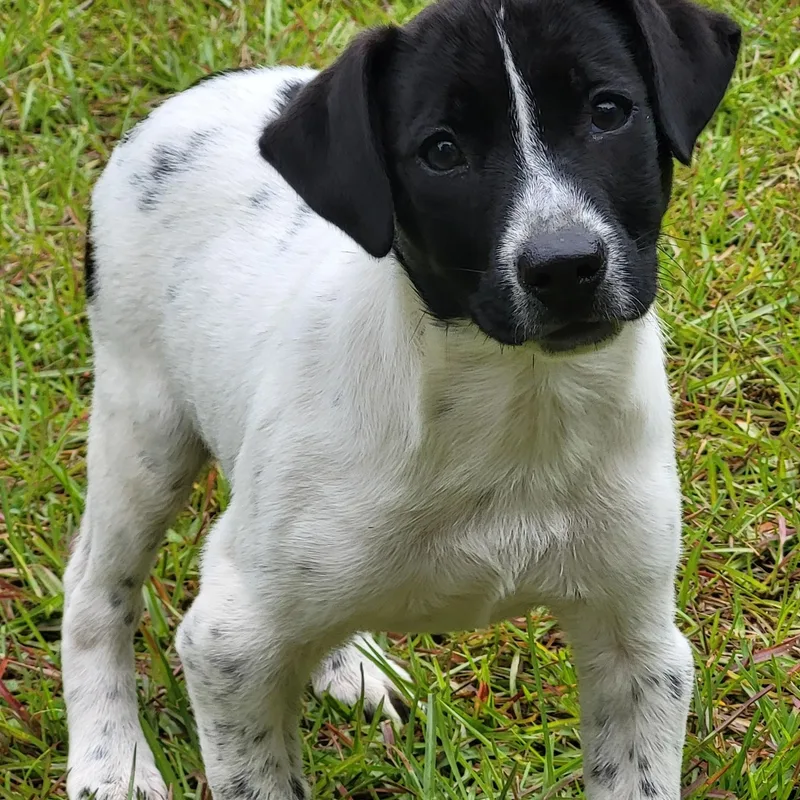 A baby medium-sized female White / Cream Australian Cattle Dog / Blue Heeler dog named Nova for adoption in Marion, MS