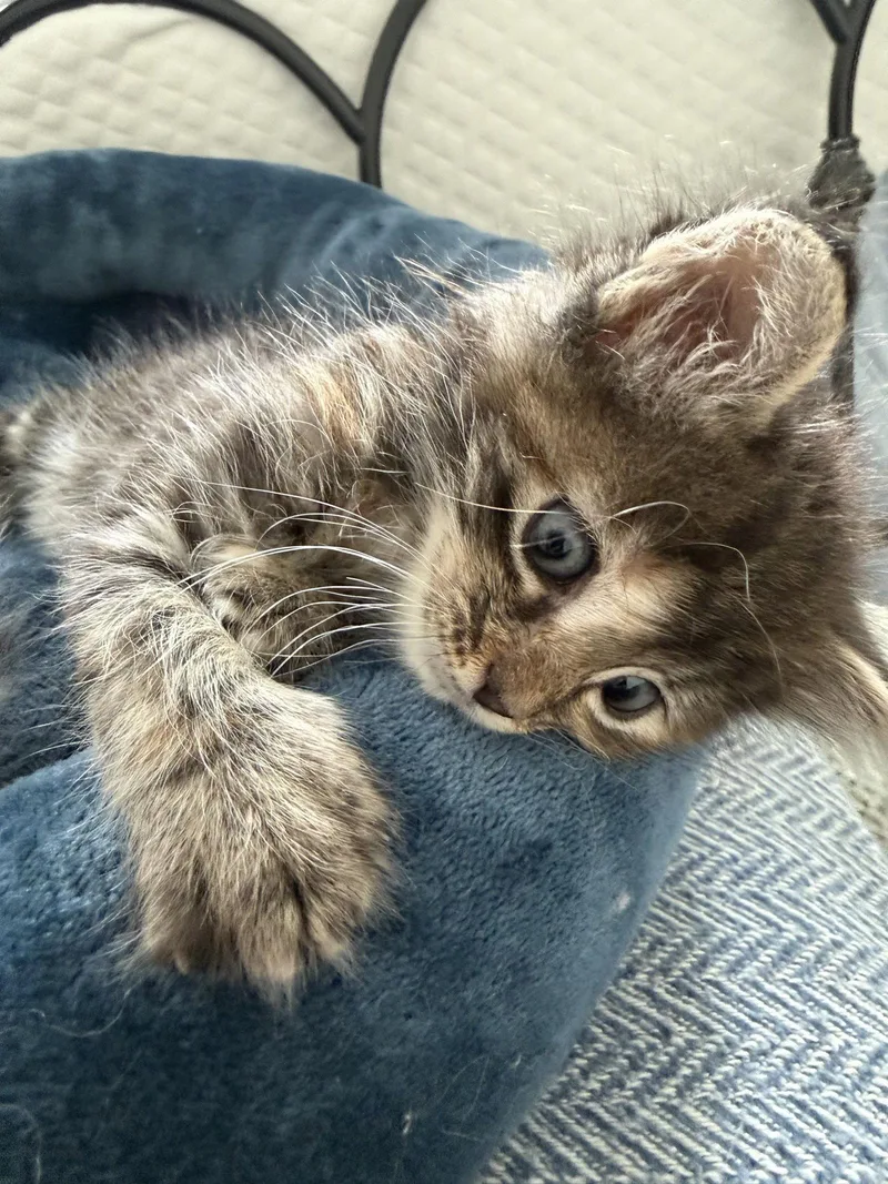 A baby medium-sized female Black Domestic Short Hair cat named Jackie for adoption in Fort Worth, TX