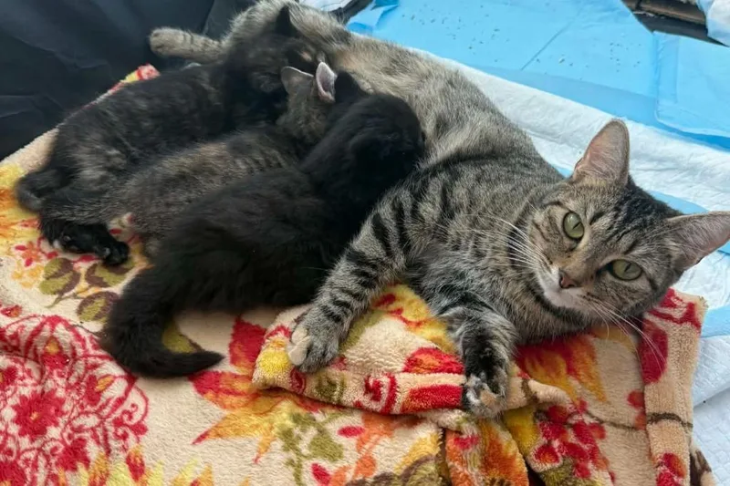 A young medium-sized female Domestic Short Hair cat named Ginger for adoption in Darien, GA