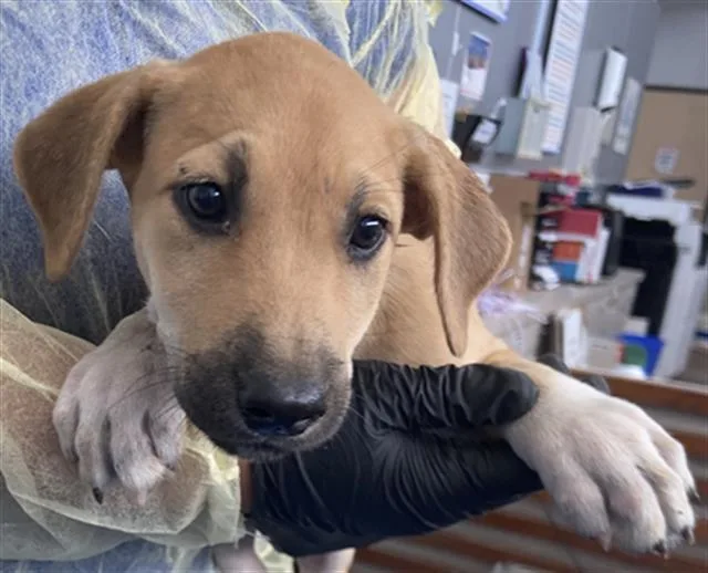 A baby large-sized female Mixed Breed dog named Sabine for adoption in Dallas, TX