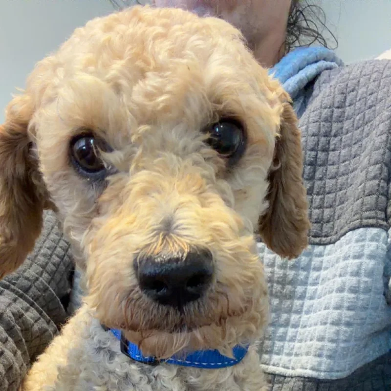 An adult small-sized male White / Cream Poodle dog named Ziggy for adoption in Blair, WI