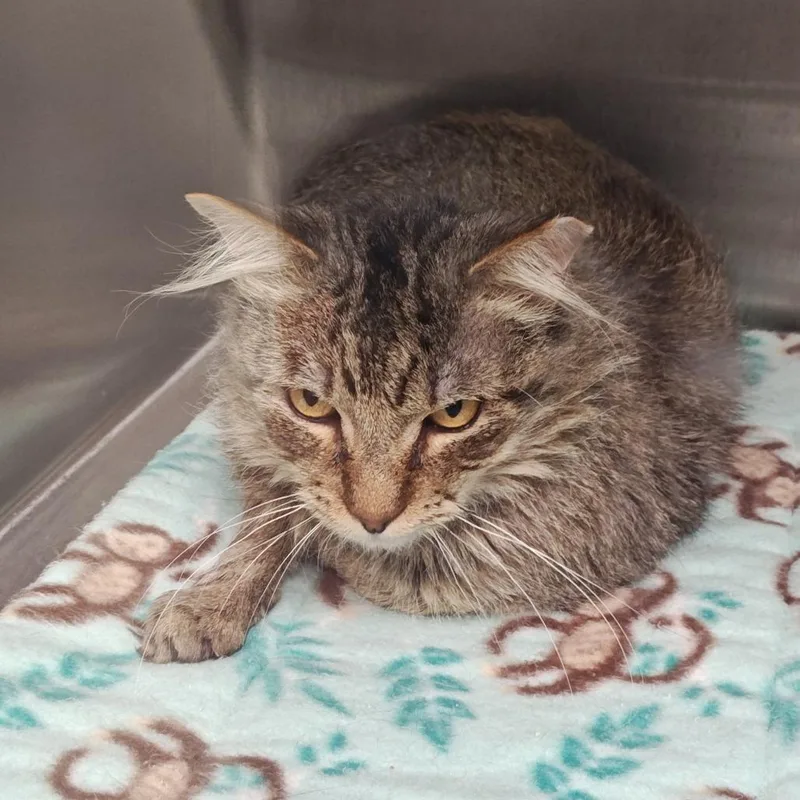An adult small-sized male Gray / Blue / Silver Domestic Short Hair cat named Robuck for adoption in Upland, CA