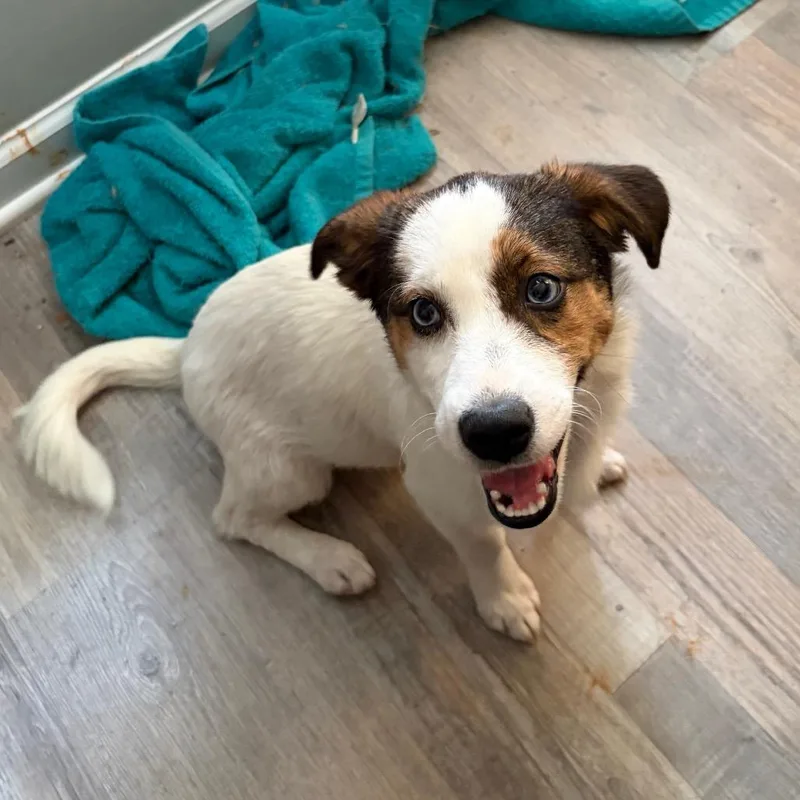A baby medium-sized female White / Cream Wirehaired Terrier dog named Mazie for adoption in Brownsboro, AL