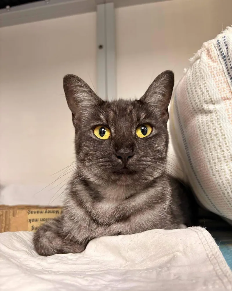 An adult medium-sized female Tabby (Gray / Blue / Silver) Domestic Short Hair cat named Saga for adoption in White Oak, PA