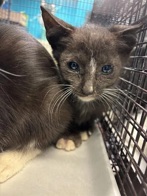 A baby small-sized male Domestic Medium Hair cat named Noir for adoption in Miami, FL