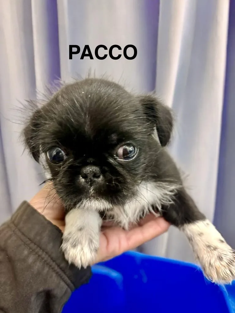 Pacco thumbnail 3