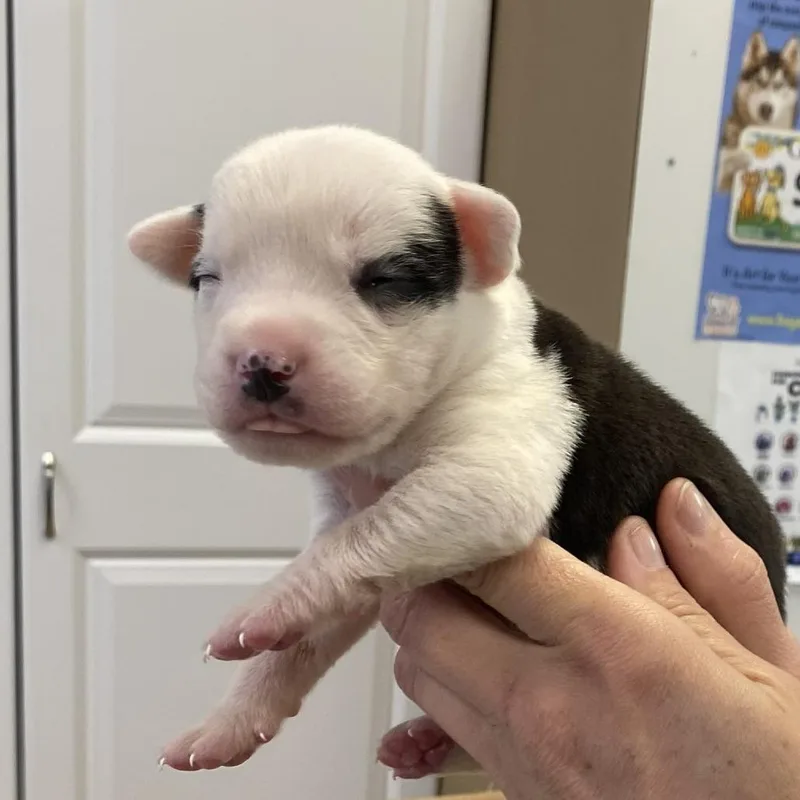 A baby medium-sized male Black Catahoula Leopard Dog dog named Hercules for adoption in Greensboro, GA