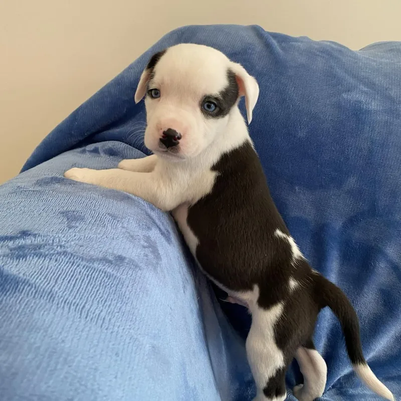 Hercules thumbnail 2