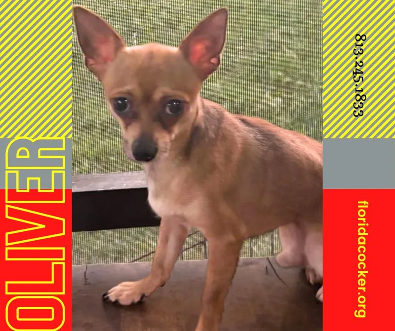 An adult small-sized male Chihuahua dog named Oliver for adoption in Land O Lakes, FL