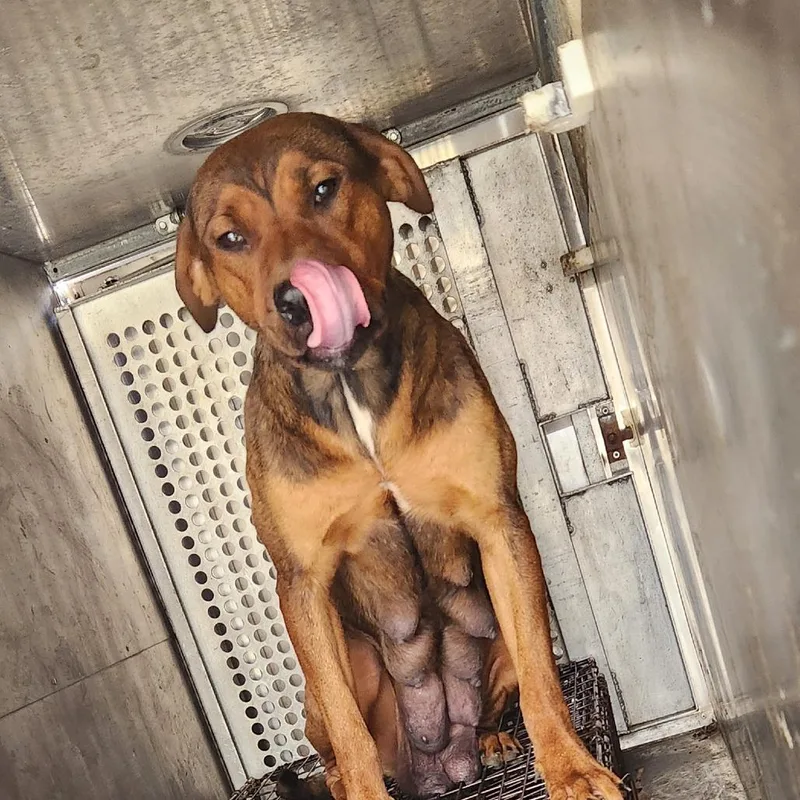 An adult large-sized female Brown / Chocolate Hound dog named Canary for adoption in Birmingham, AL