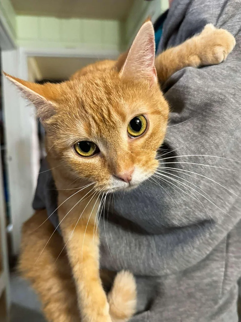 Daffodil thumbnail 2