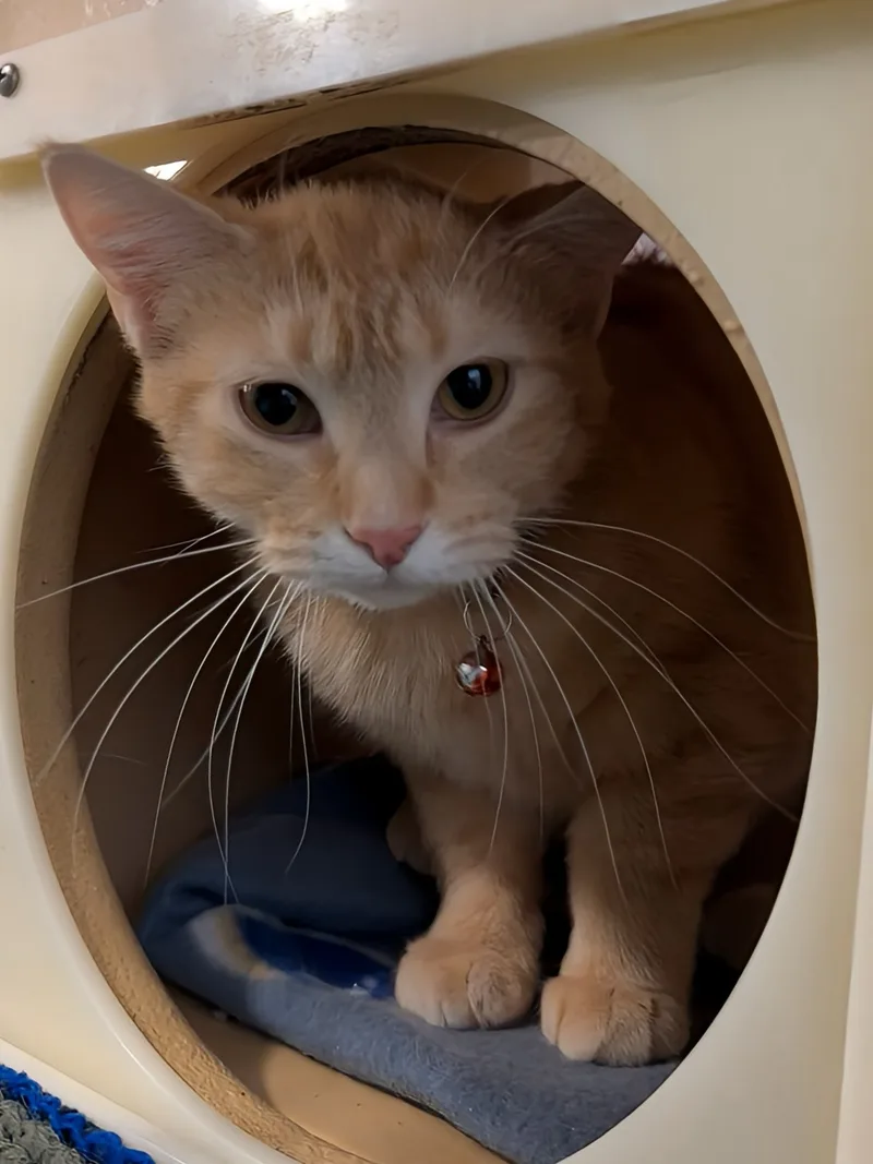 Daffodil thumbnail 3