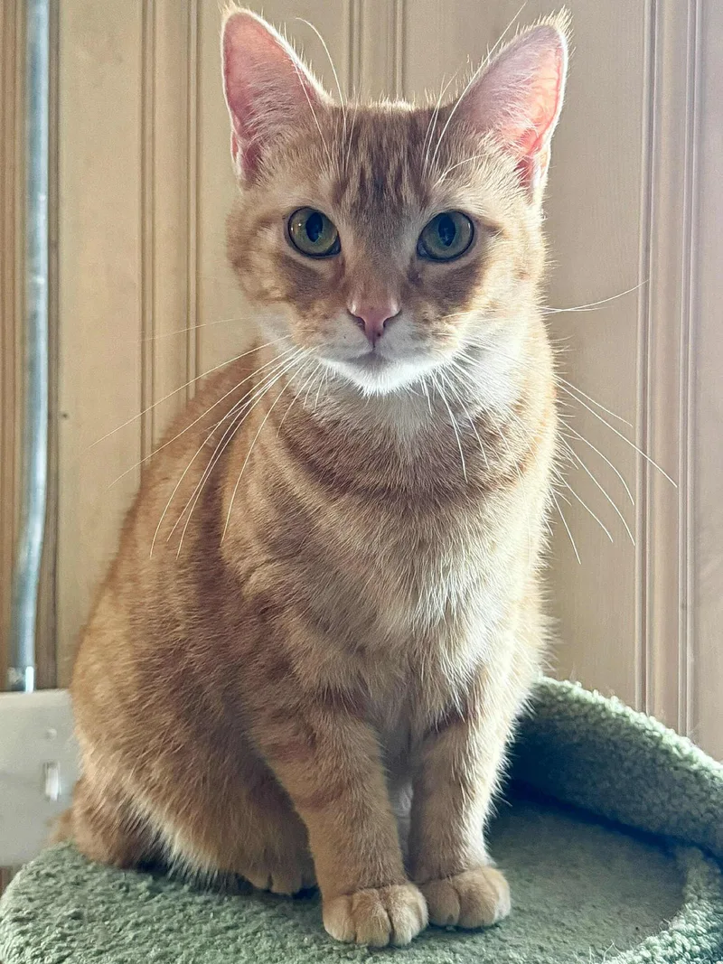 Daffodil thumbnail 5