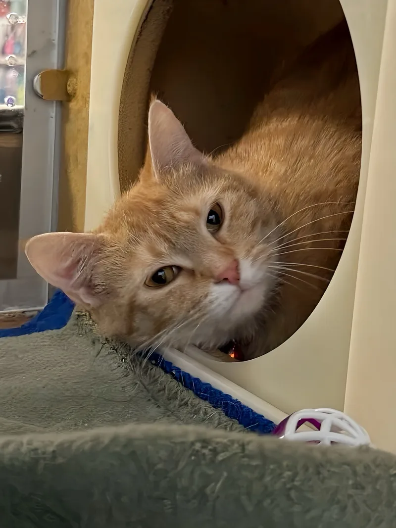 Daffodil thumbnail 6