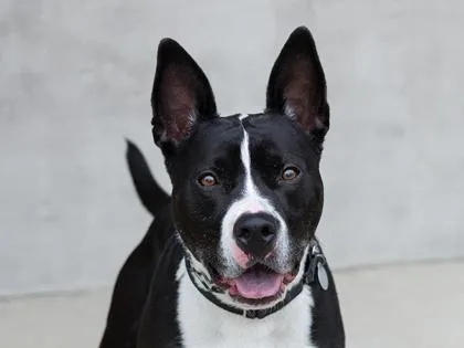An adult large-sized male Mixed Breed dog named Leonard for adoption in Longmont, CO