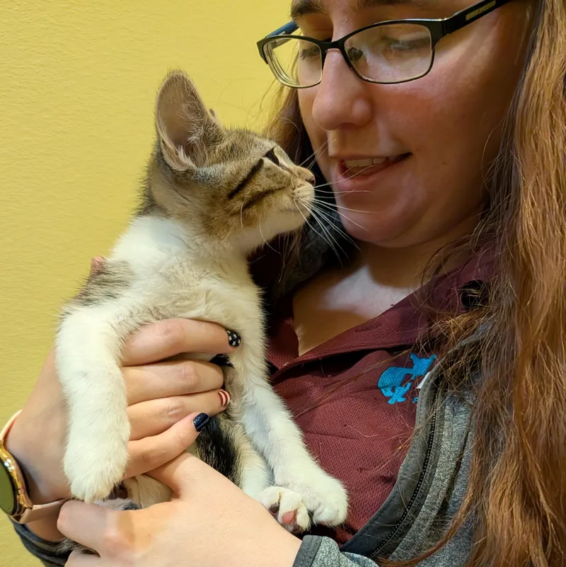 A baby medium-sized male Tabby (Brown / Chocolate) Domestic Short Hair cat named Anchovy for adoption in Accident, MD