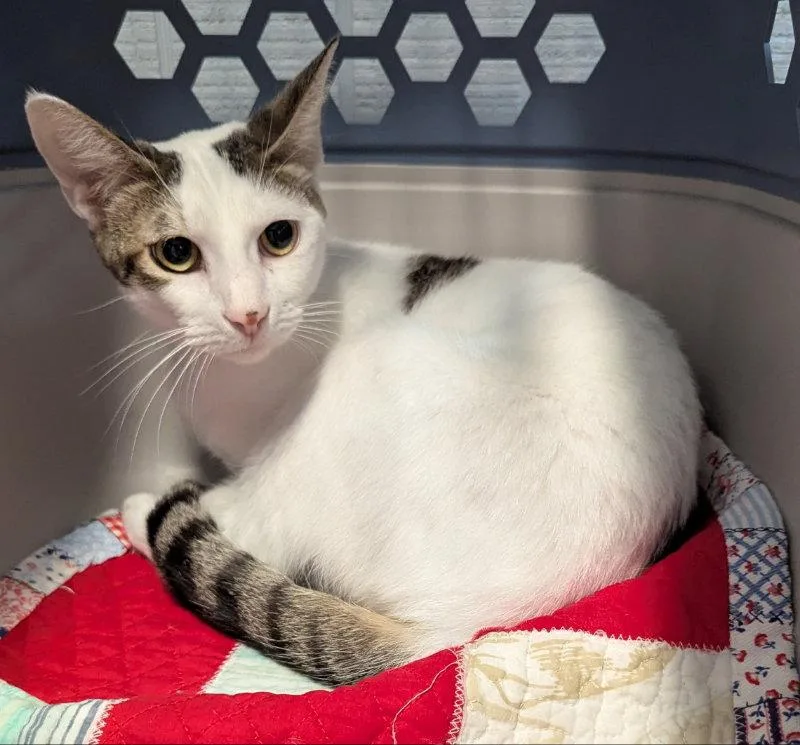 An adult medium-sized female Tabby cat named Tyranny for adoption in Ocala, FL