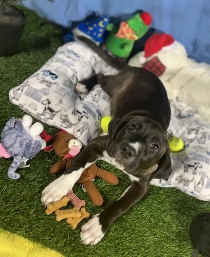 Bonnie