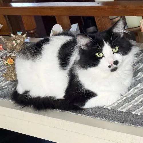 An adult large-sized male Domestic Medium Hair cat named Cc C for adoption in Frankfort, KY