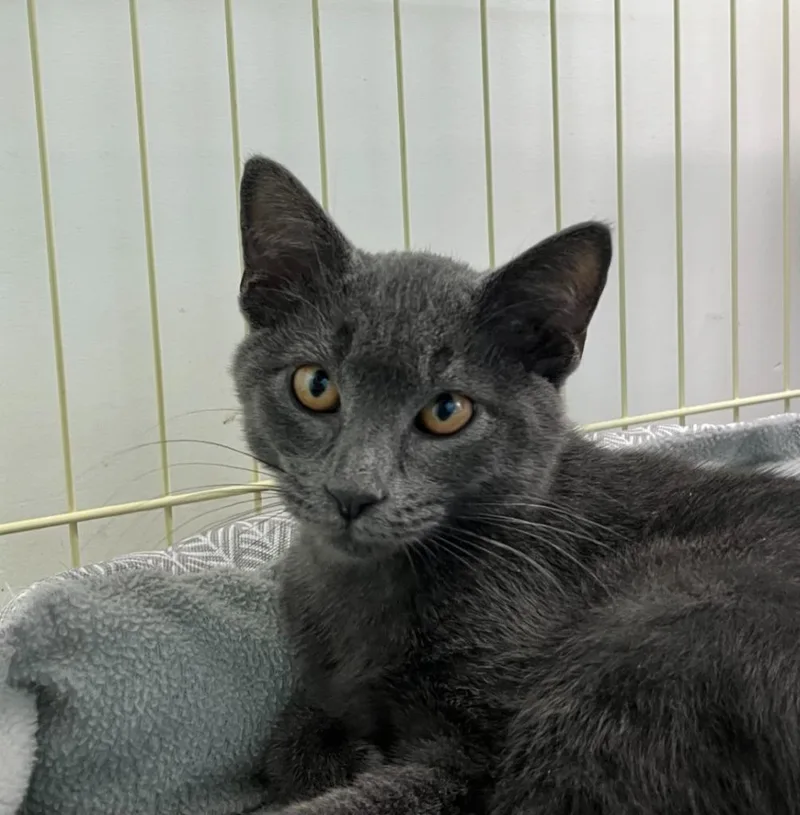 A baby small-sized male Domestic Short Hair cat named Fernando for adoption in Shorewood, IL