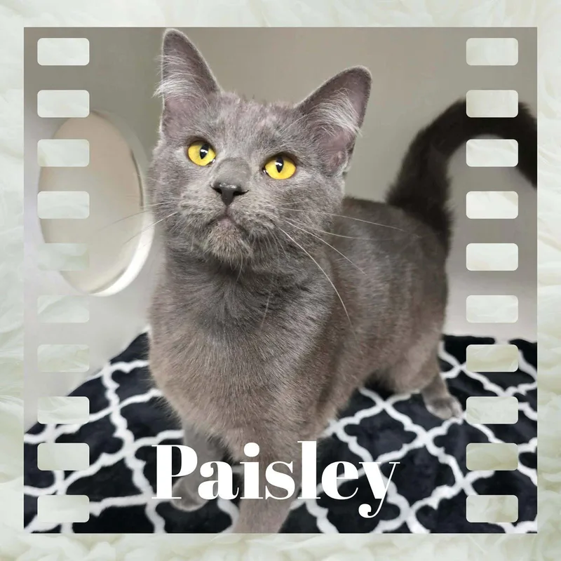 Paisley thumbnail 2