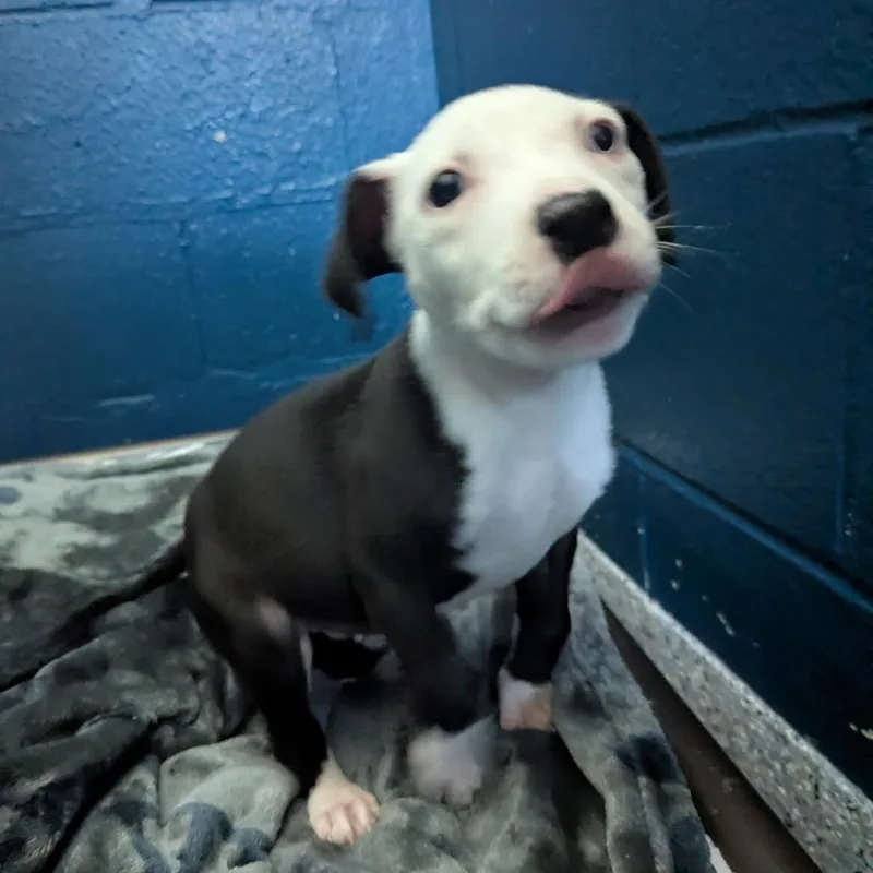 A baby small-sized female Black Mixed Breed dog named Tammy for adoption in Dayton, OH