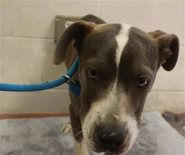 A young medium-sized male Mixed Breed dog named Norman for adoption in Columbia, SC
