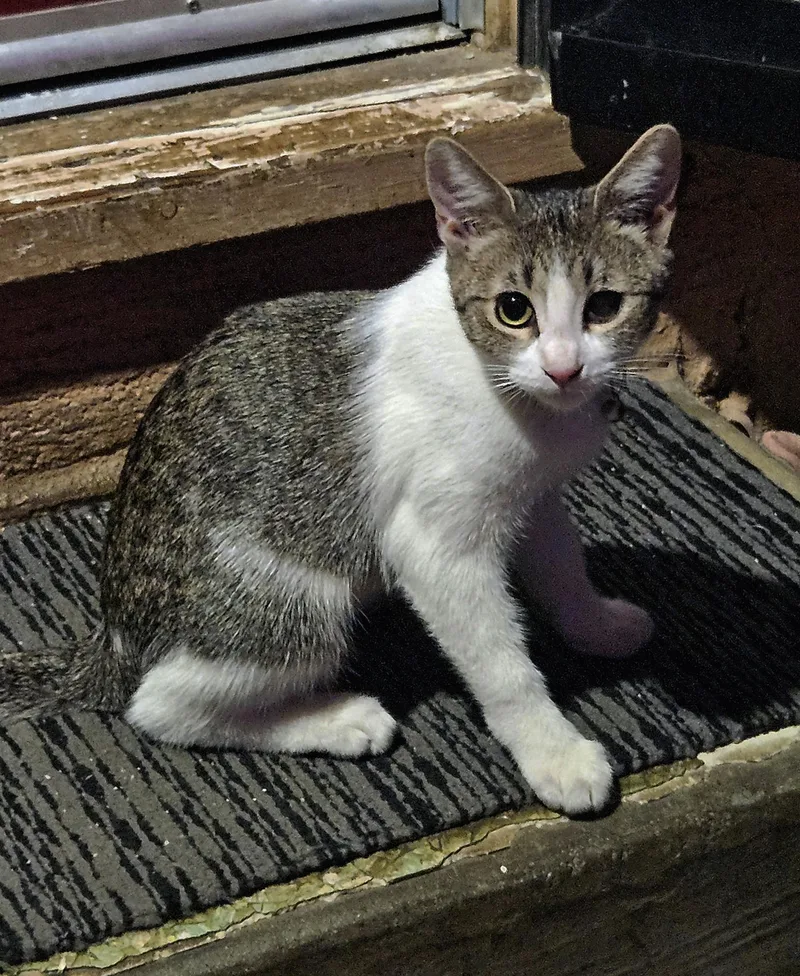 Pipsqueak thumbnail 2