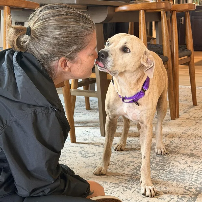 An adult medium-sized female Yellow / Tan / Blond / Fawn Yellow Labrador Retriever dog named Bonnie for adoption in Dripping Springs, TX
