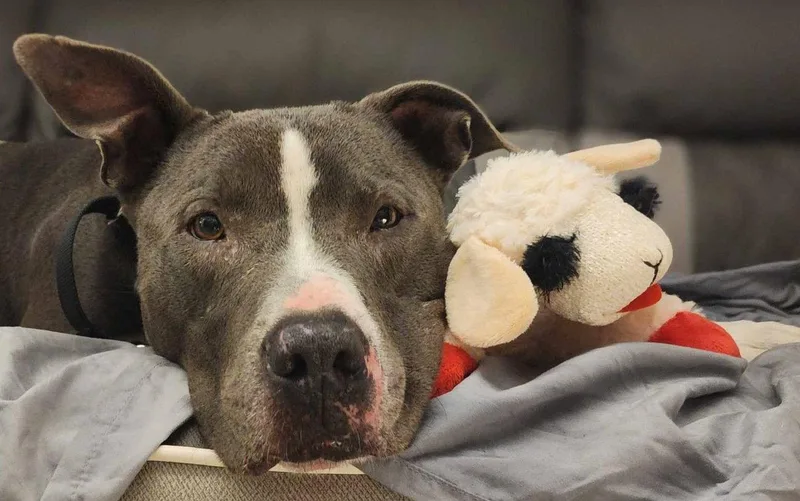 An adult large-sized male Terrier dog named Bruno for adoption in Cary, NC