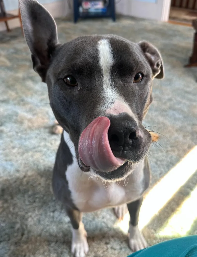 Bruno thumbnail 3