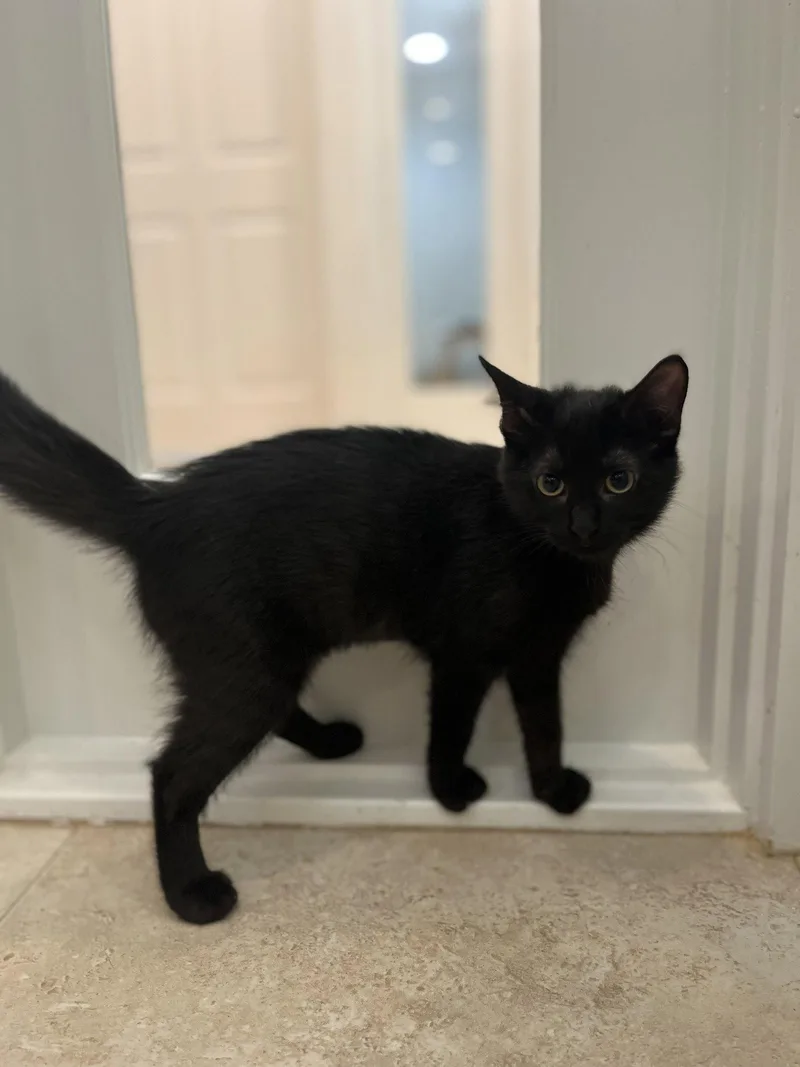 A young medium-sized female Black Domestic Short Hair cat named Rolo for adoption in Hilton Head Island, SC