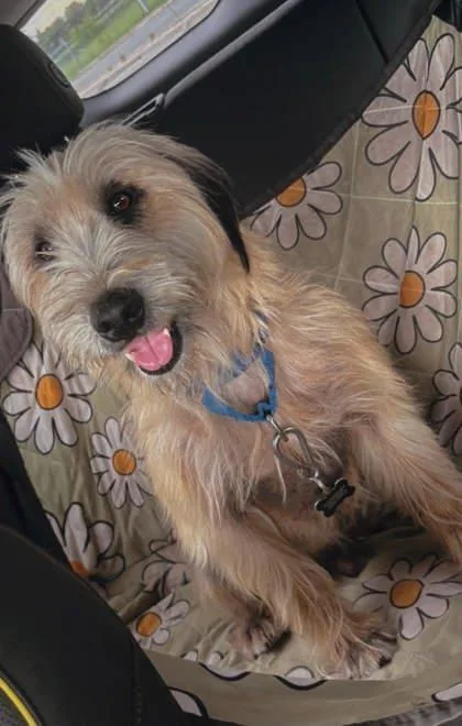 An adult medium-sized male Yellow / Tan / Blond / Fawn Wheaten Terrier dog named Jax for adoption in Inverness, FL
