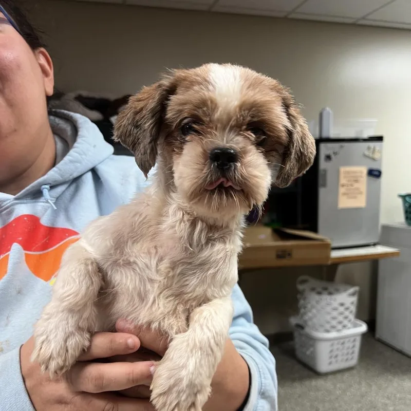 An adult small-sized female Shih Tzu dog named Solina for adoption in Norfolk, NE