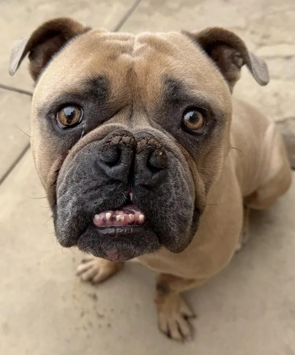 An adult large-sized male American Bulldog dog named Bubba for adoption in San Diego, CA