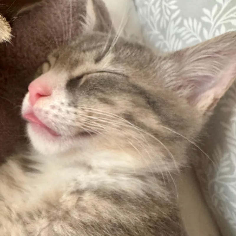 A baby small-sized male Gray / Blue / Silver Domestic Short Hair cat named Asher for adoption in Jupiter, FL