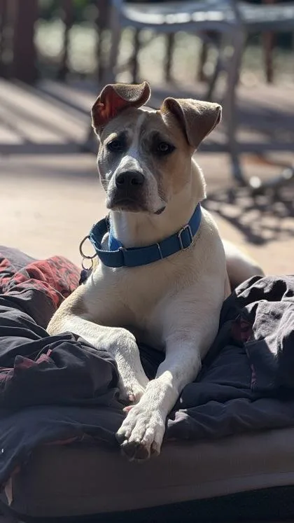 An adult large-sized female Mixed Breed dog named Eggnog for adoption in Atlanta, GA