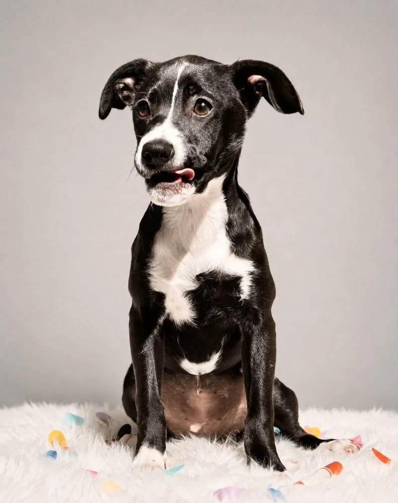 A baby medium-sized female Labrador Retriever dog named Scribbles for adoption in Palo Alto, CA