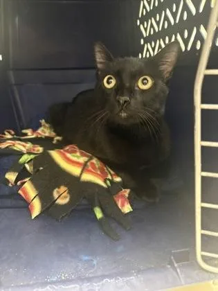 A young medium-sized male Black Domestic Short Hair cat named Cumin for adoption in Charleston, SC
