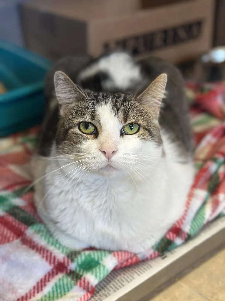 An adult large-sized female Domestic Short Hair cat named Greta for adoption in Columbus, OH