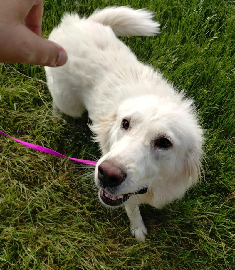 A young large-sized female Great Pyrenees dog named Charlie Sat for adoption in Quinlan, TX