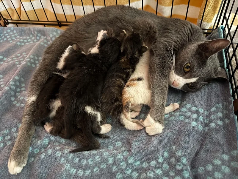 A young medium-sized female Gray & White Domestic Short Hair cat named Mama Celeste for adoption in Buffalo, NY
