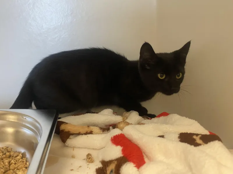 A baby small-sized female Black Domestic Short Hair cat named Buzzy for adoption in King George, VA