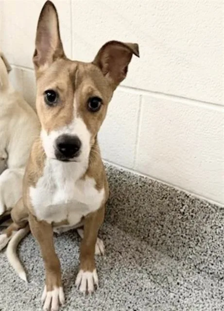 A baby small-sized female Basenji dog named Marley for adoption in Houston, TX
