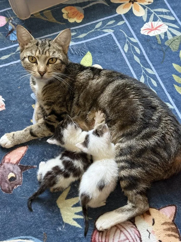 A young small-sized female Domestic Short Hair cat named Purrsephone for adoption in Orlando, FL