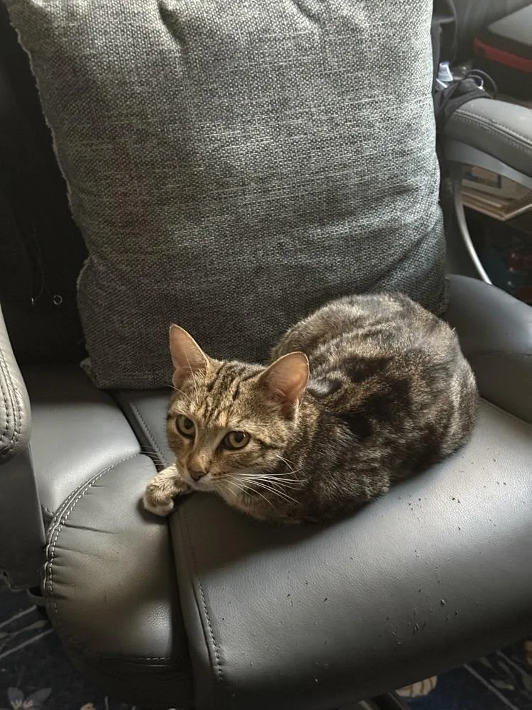 Purrsephone thumbnail 2