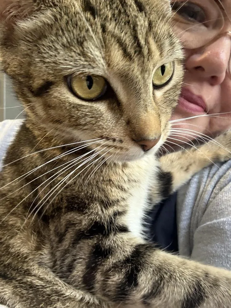 Purrsephone thumbnail 3