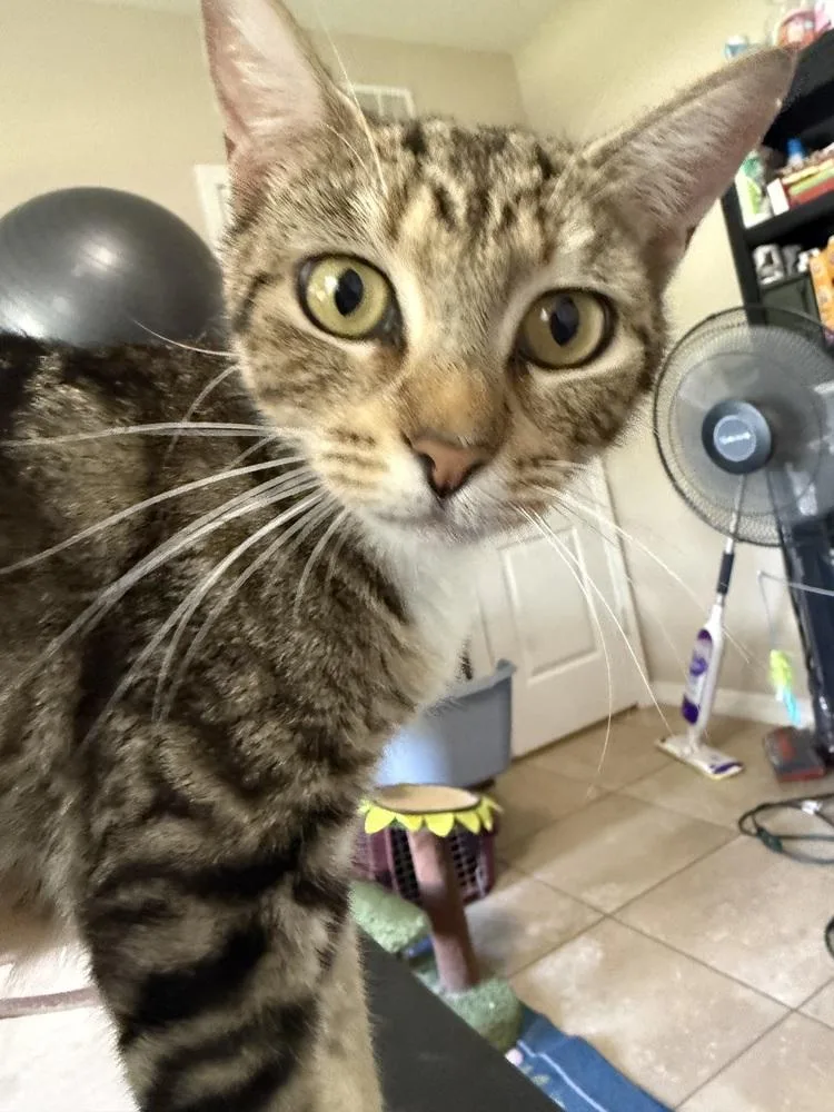 Purrsephone thumbnail 4