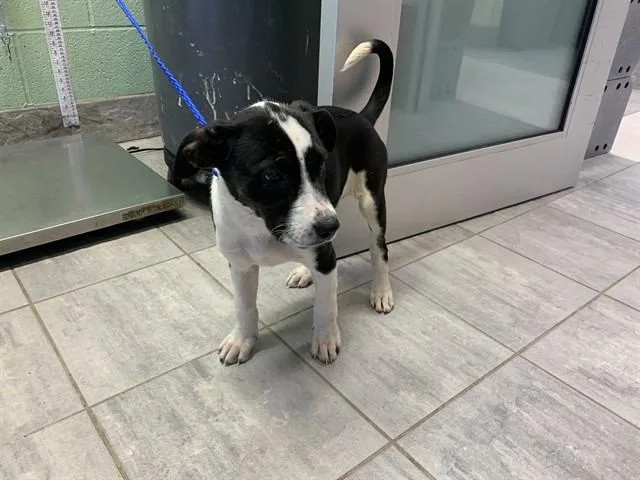 A baby small-sized female Australian Cattle Dog / Blue Heeler dog named Bubbles for adoption in Grand Prairie, TX