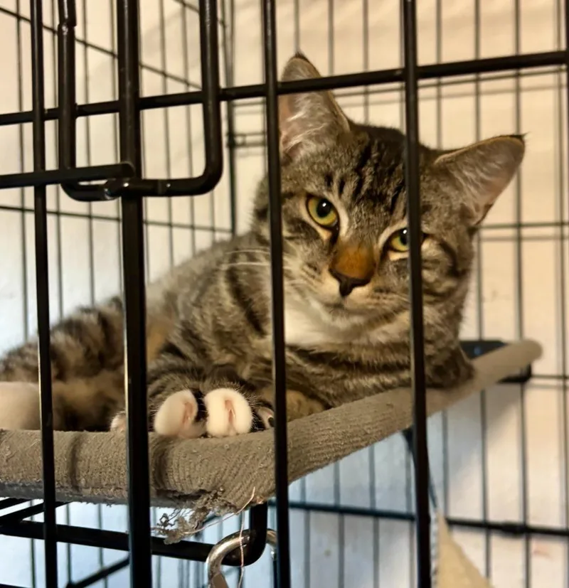 A baby medium-sized female Domestic Long Hair cat named Misty for adoption in Thompson Falls, MT